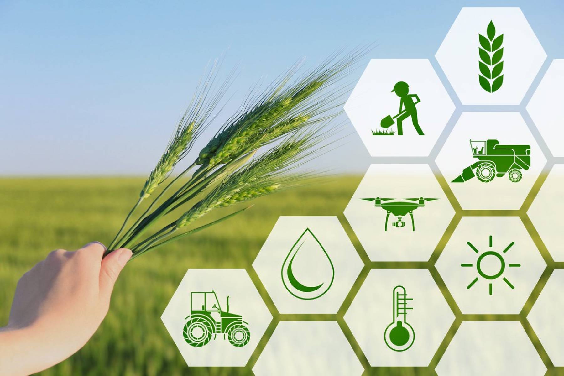 Сх растения. Инновации в сельском хозяйстве. Экологическое сельское хозяйство. Инновационные технологии в сельском хозяйстве. Инвестиционные проекты в сельском хозяйстве.